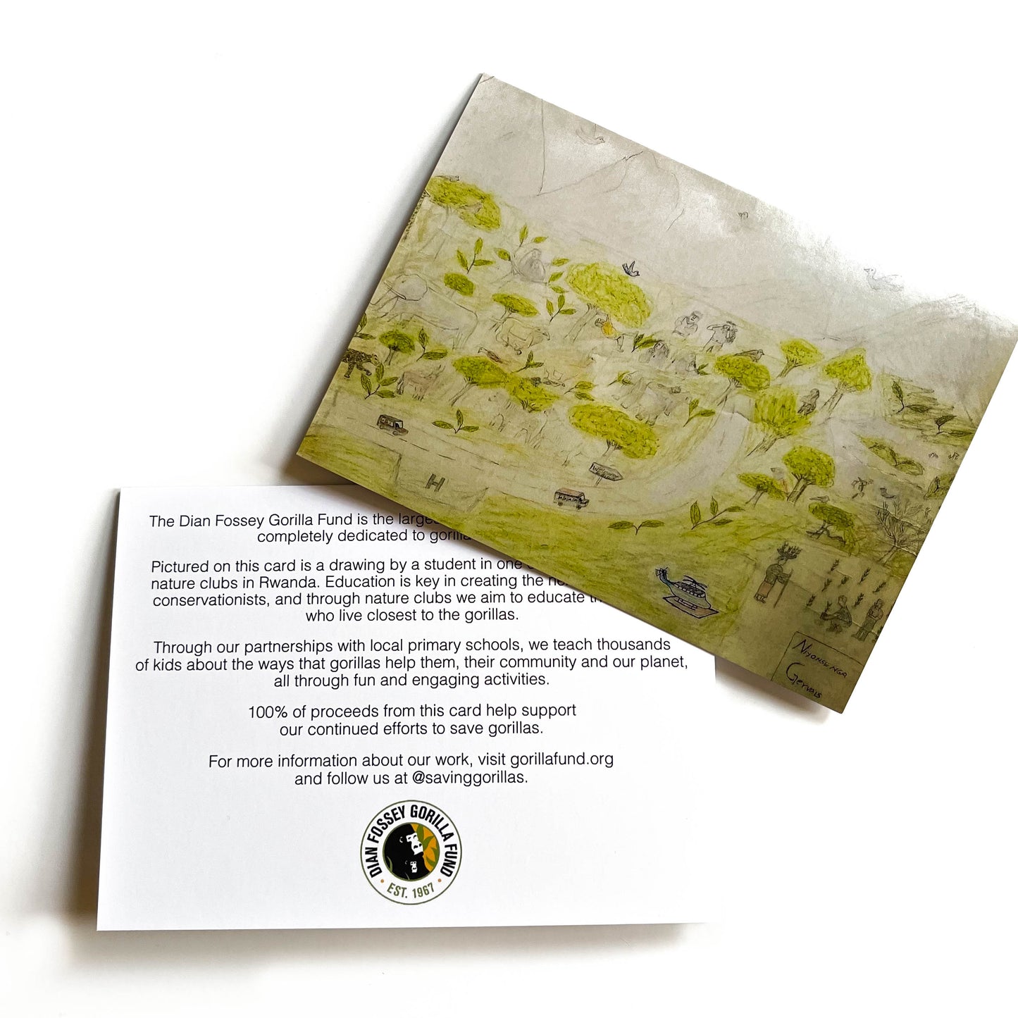 Thank You Cards | Dian Fossey Gorilla Fund