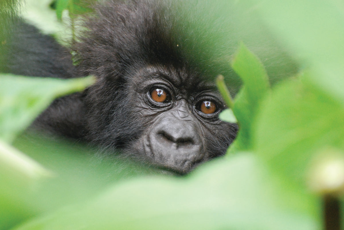 Dian Fossey Gorilla Fund