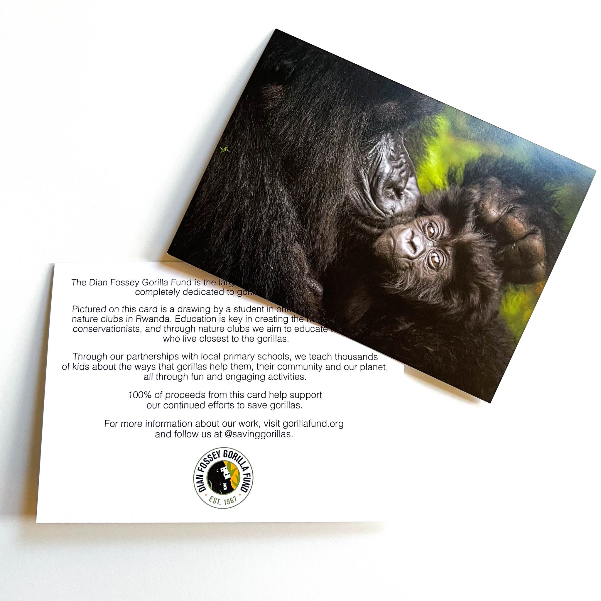 Thank You Cards | Dian Fossey Gorilla Fund