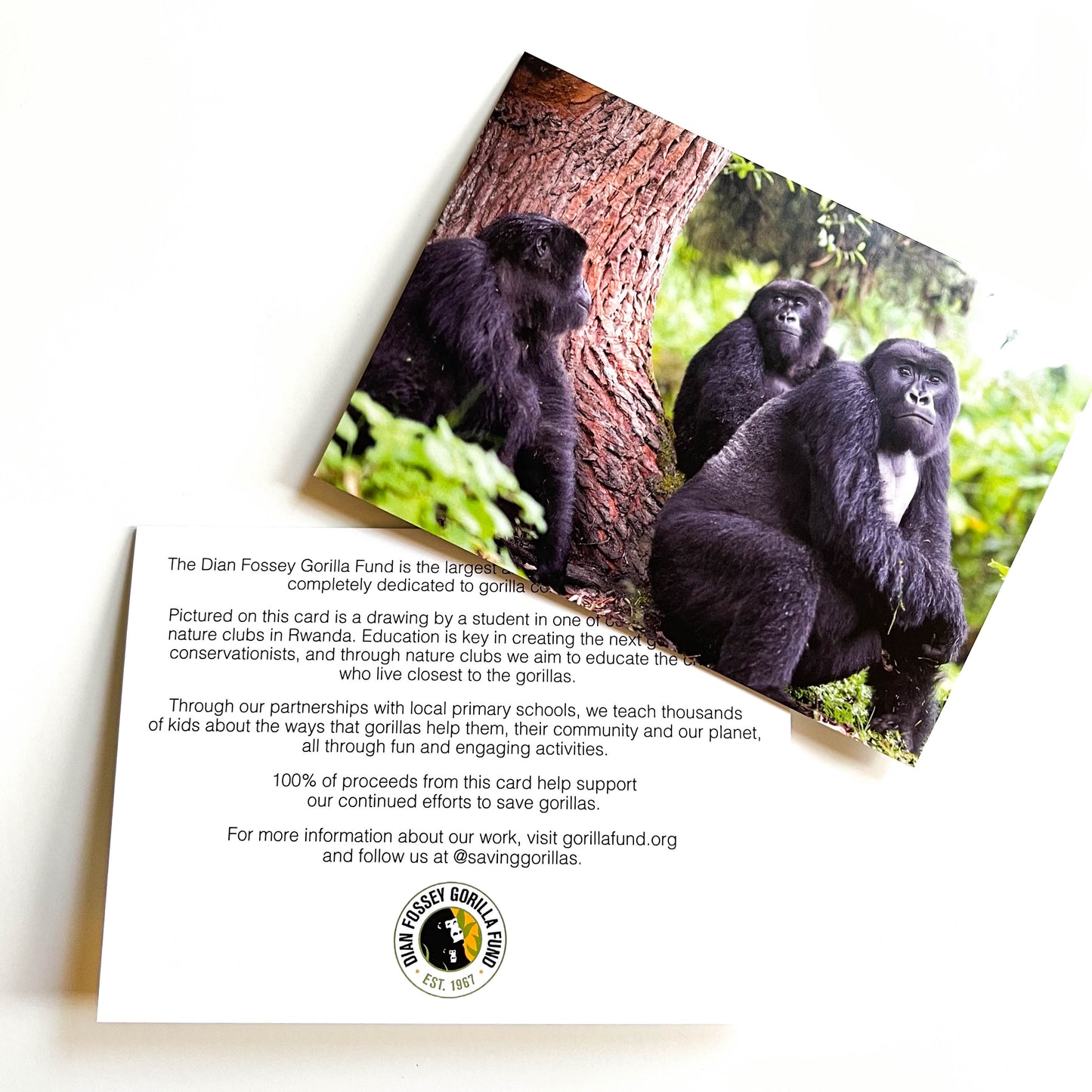 Thank You Cards | Dian Fossey Gorilla Fund