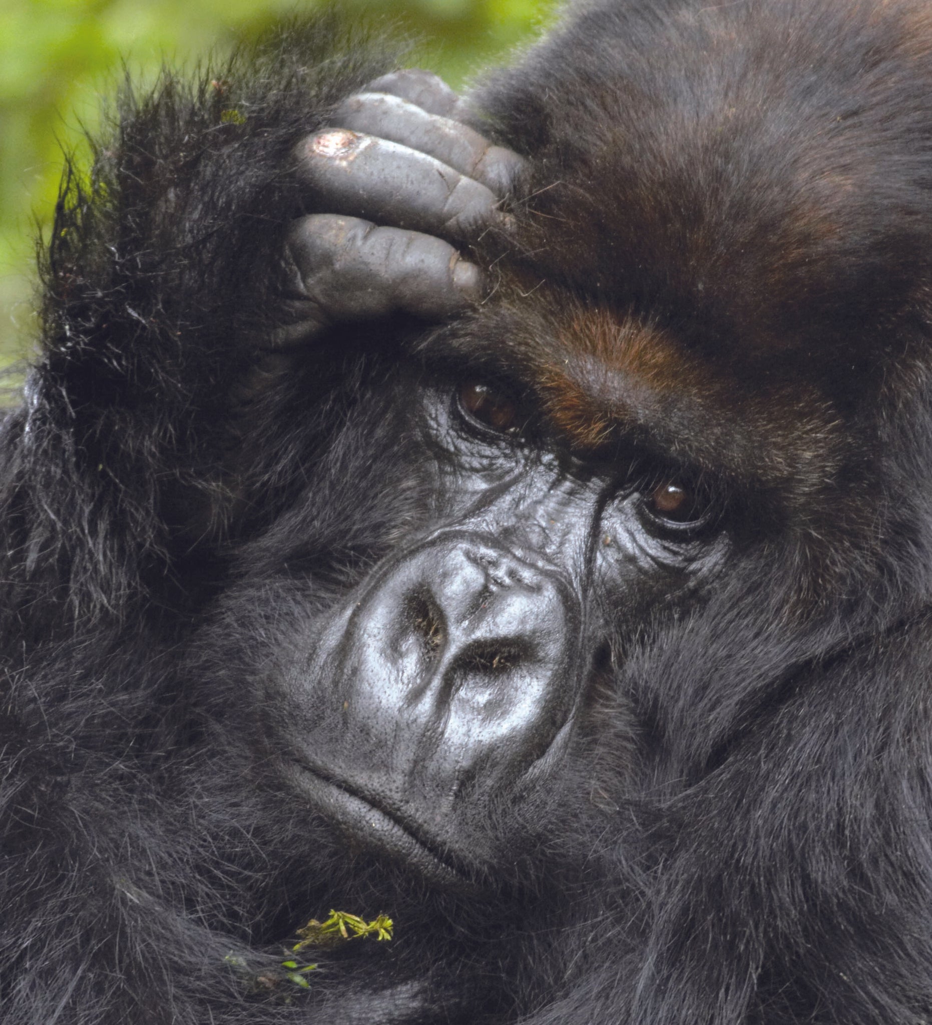 lomme trist udføre 12'' Handmade Bowl Featuring Historic Gorilla Titus' Nose Print – Dian  Fossey Gorilla Fund